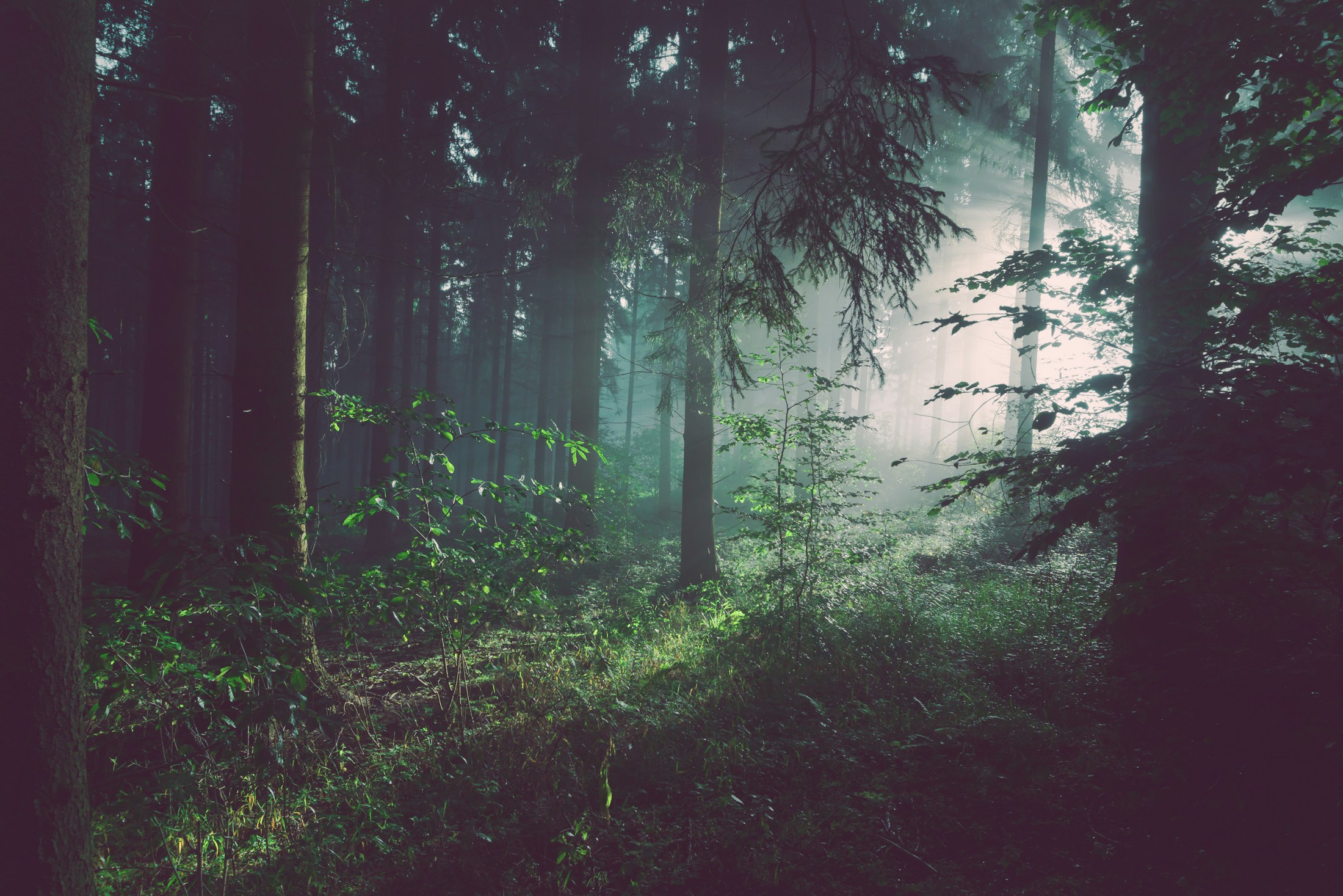 Morning light in a green forest